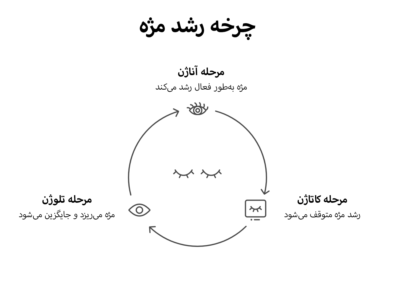 چرخه رشد مژه شامل مراحل آناژن، کاتاژن و تلوژن