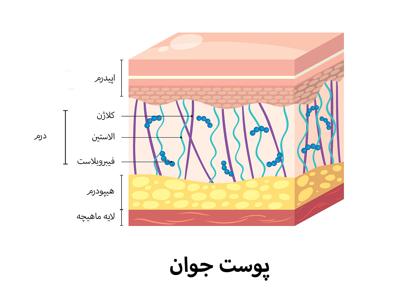 تصویر مقطعی از ساختار پوست جوان شامل اپیدرم، درم، فیبروبلاستها، کلاژن، الاستین و هیپودرم