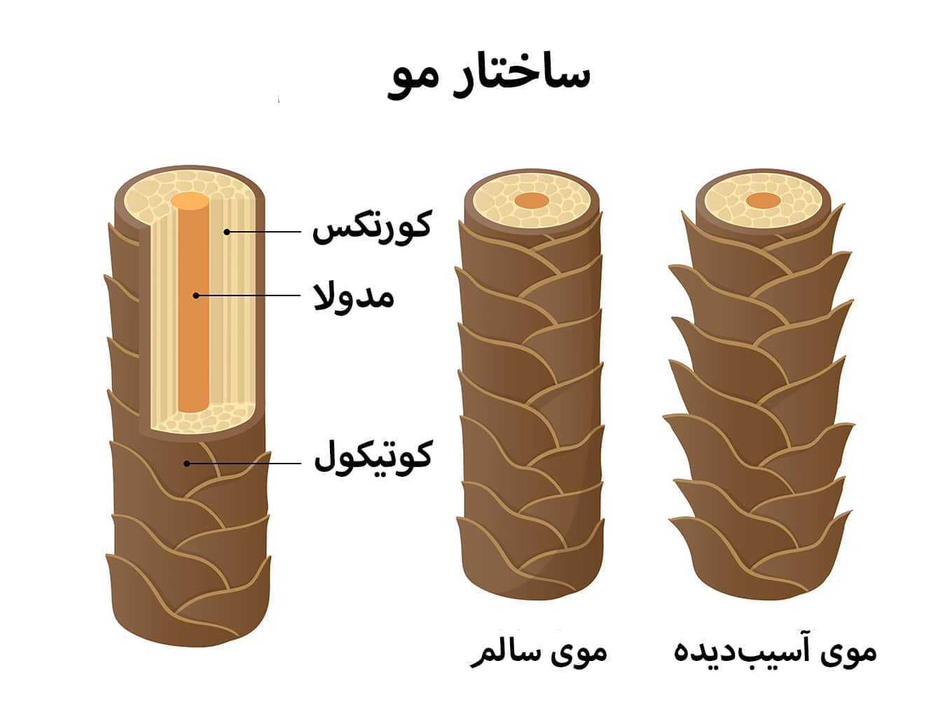 اینفوگرافیک ساختار مو